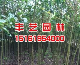 大葉女貞批發