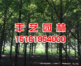 水杉樹苗批發