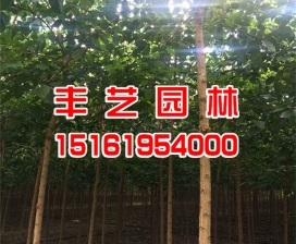 重陽木批發