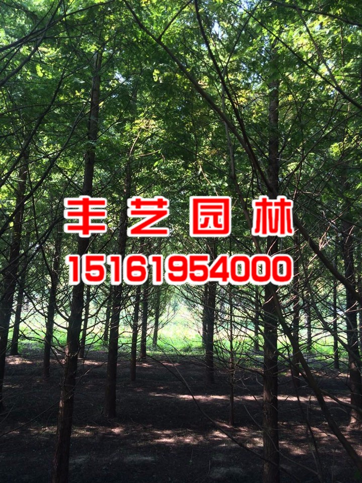 水杉樹苗批發